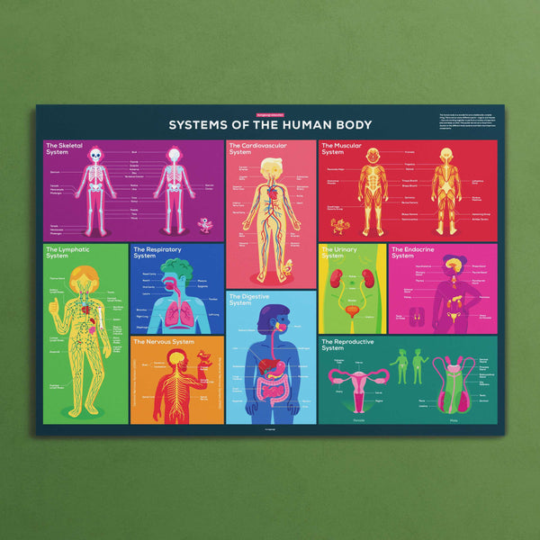Human Body Infographic Poster – Carefully Researched – the kurzgesagt shop