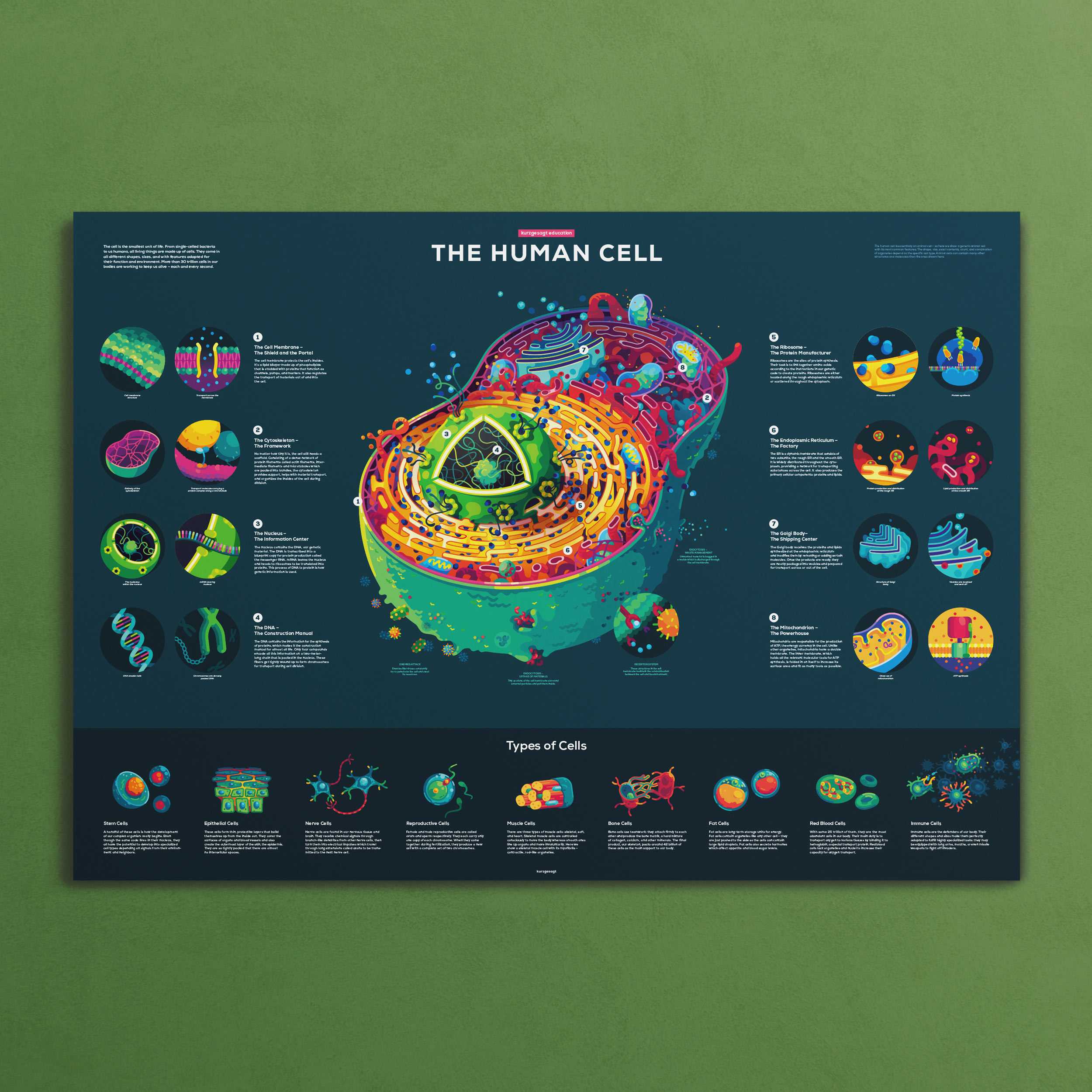 Cell Lab Poster Human Cell Infographic Poster – Thoroughly Researched – the kurzgesagt shop