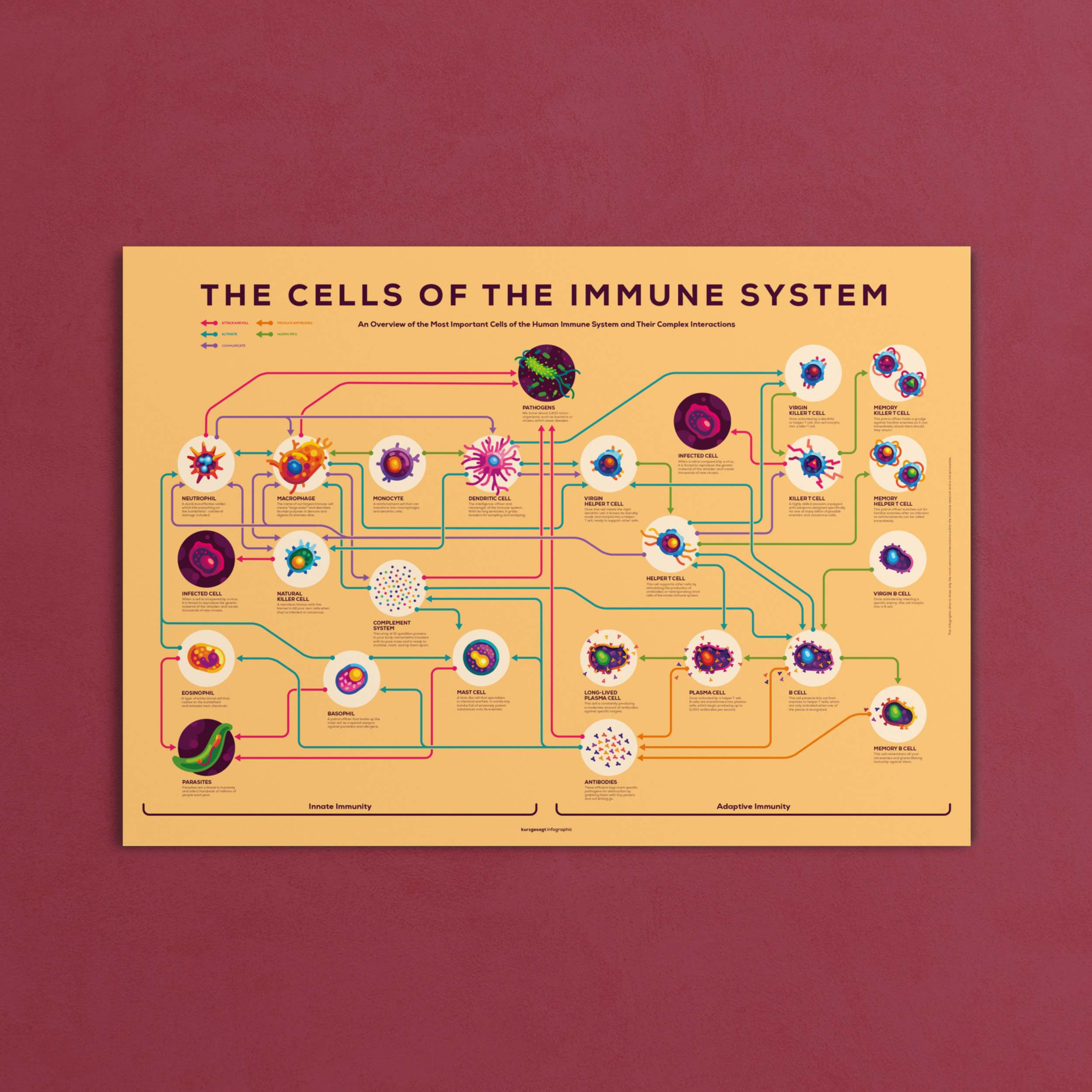 Immune System Poster
