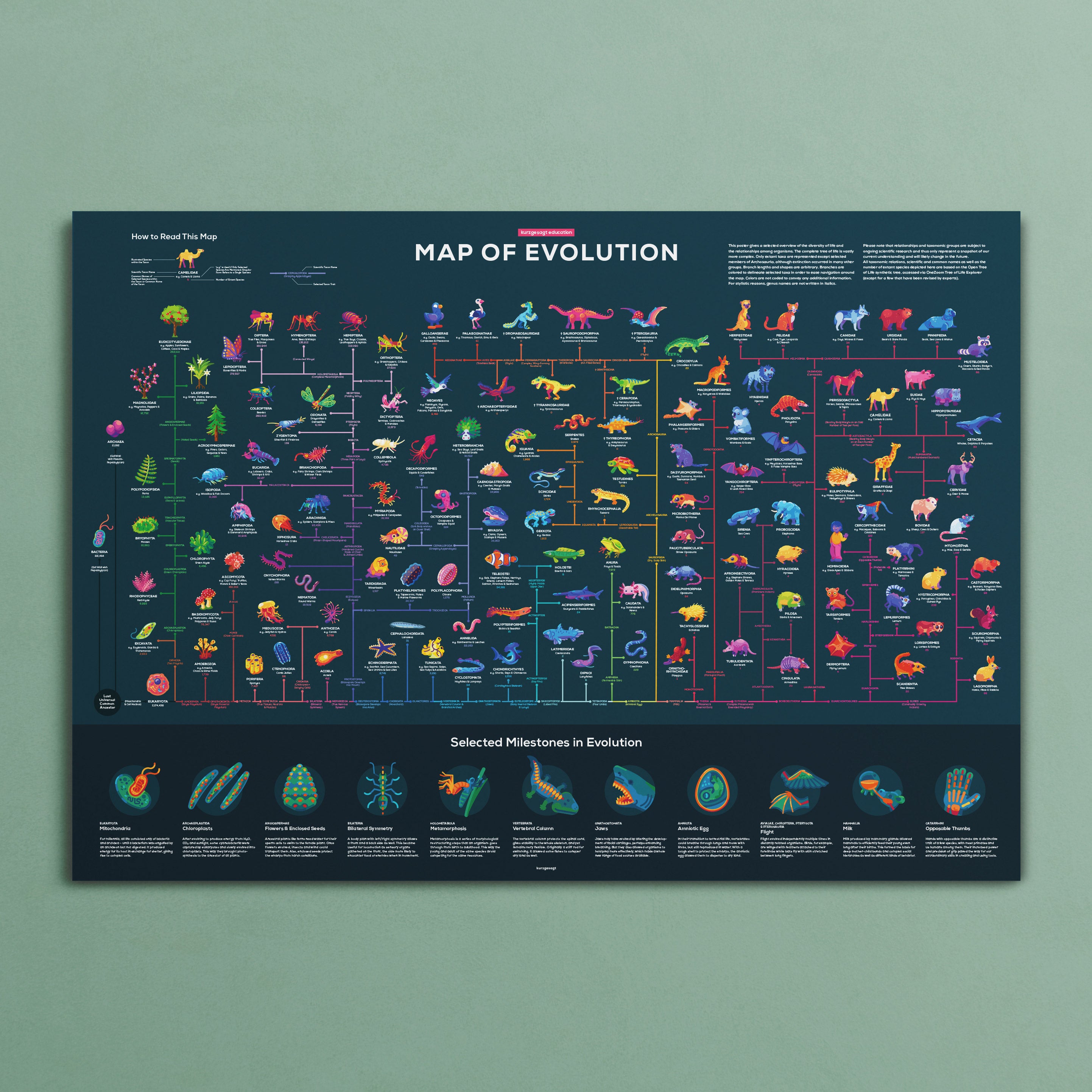 Infographic Posters | Thoroughly Researched – the kurzgesagt shop